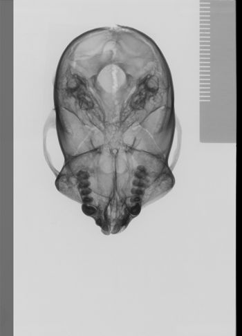 Media type: image;   Mammalogy 19797 Description: sagittal;